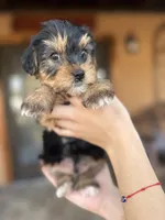 Nene, a male Yorkshire Terrier for sale in Florida, FL – Photo 2 of 3