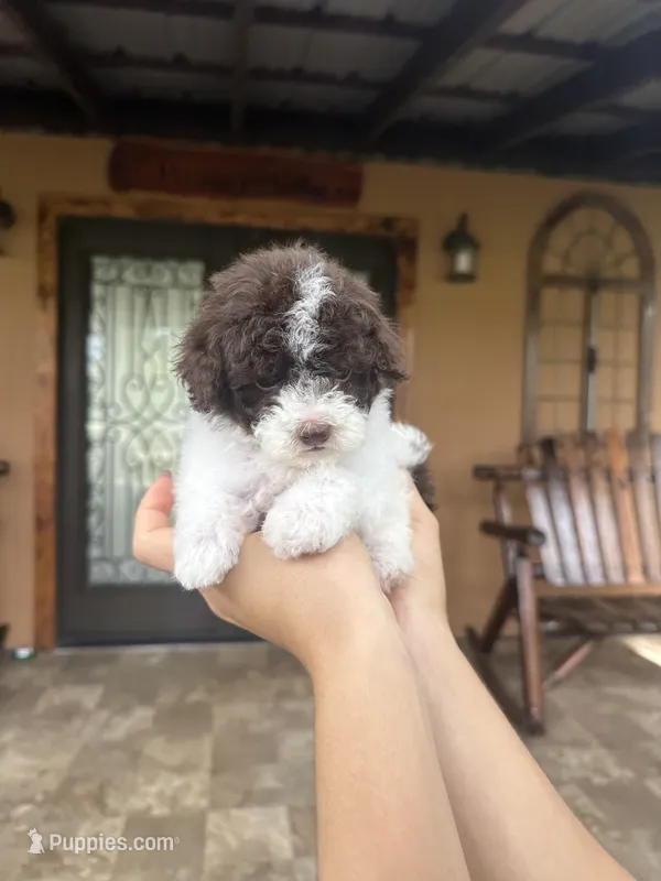 Luna – Miniature Goldendoodle puppy for sale in Florida, FL