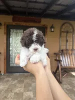 Luna, a female Miniature Goldendoodle for sale in Florida, FL – 1 of 3
