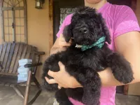 Thunder , a male Goldendoodle for sale in Florida, FL – 2 of 3