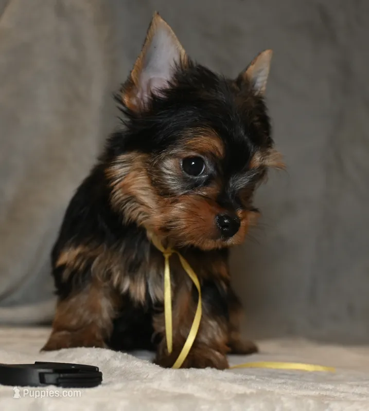 Female 1  – Yorkshire Terrier puppy for sale in Florida, FL