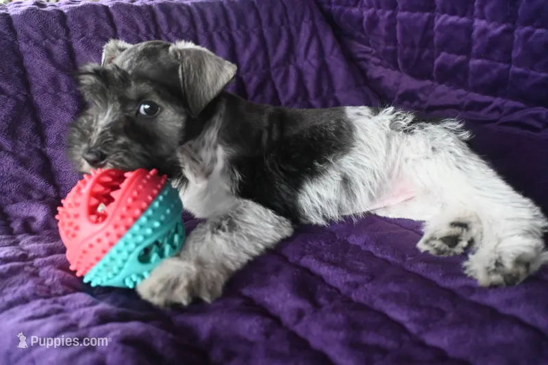 Marie – Miniature Schnauzer puppy for sale in Florida, FL