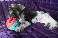 Marie, a male Miniature Schnauzer for sale in Florida, FL – 1 of 2