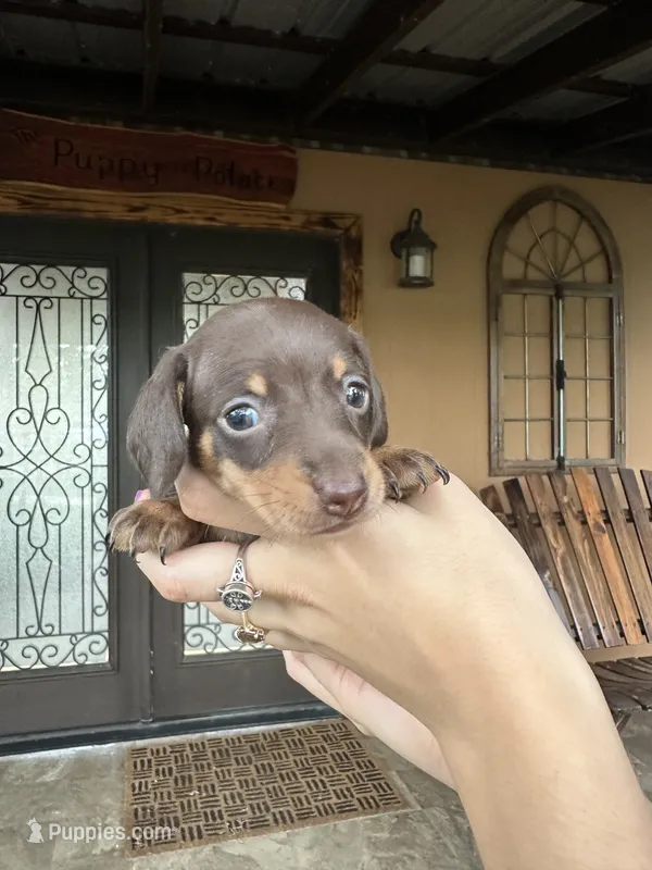 Lulu – Miniature Dachshund puppy for sale in Florida, FL