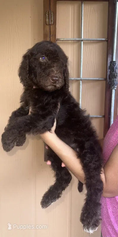 Cocoa  – Goldendoodle puppy for sale in Florida, FL