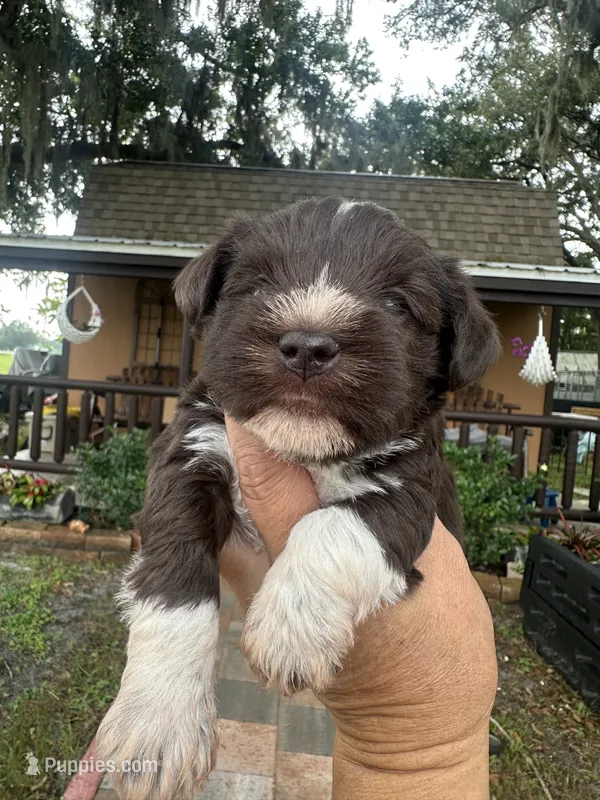 Sugar  – Miniature Schnauzer puppy for sale in Florida, FL