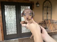 Reese’s , a male Miniature Dachshund for sale in Florida, FL – 3 of 3