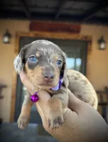 Sugar, a female Miniature Dachshund for sale in Florida, FL – Photo 1 of 2