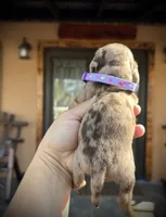 Sugar, a female Miniature Dachshund for sale in Florida, FL – Photo 2 of 2