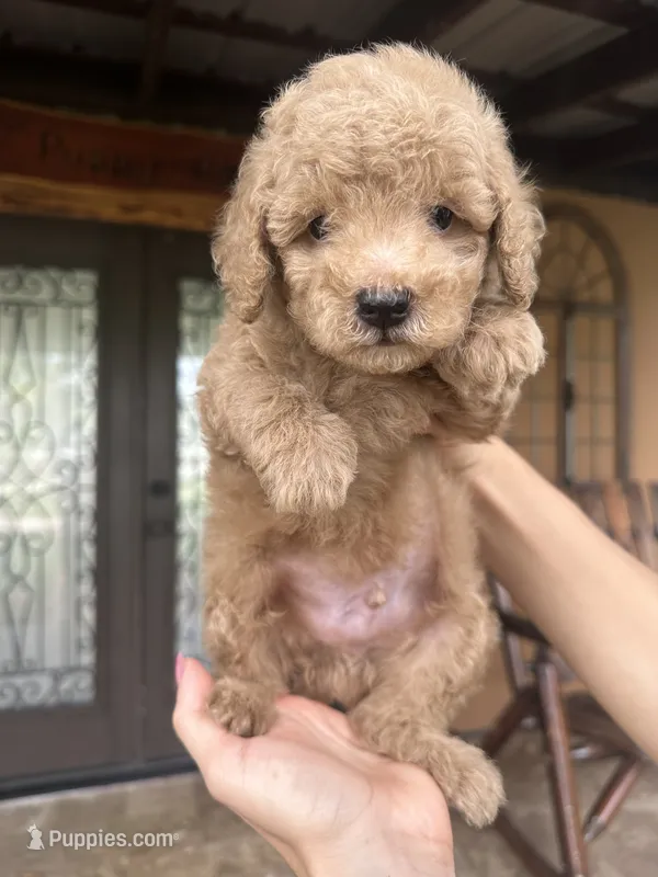 Buddy  – Miniature Goldendoodle puppy for sale in Florida, FL