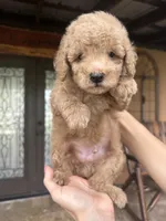 Buddy , a male Miniature Goldendoodle for sale in Florida, FL – 1 of 3
