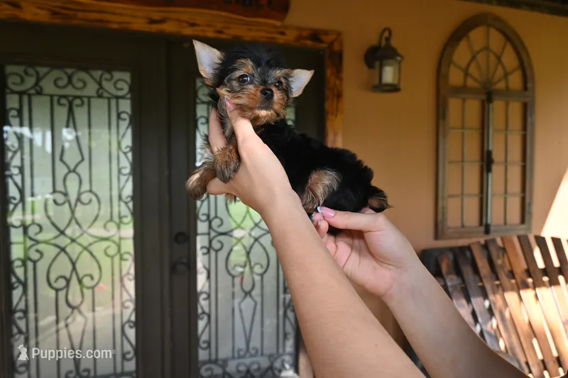 Female 1  – Yorkshire Terrier puppy for sale in Florida, FL