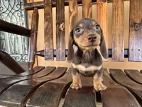 Doris , a female Miniature Dachshund for sale in Florida, FL – 3 of 3