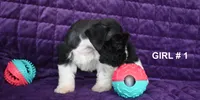 Spice , a female Miniature Schnauzer for sale in Florida, FL – 2 of 2