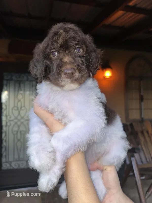 Cookie – Goldendoodle puppy for sale in Florida, FL
