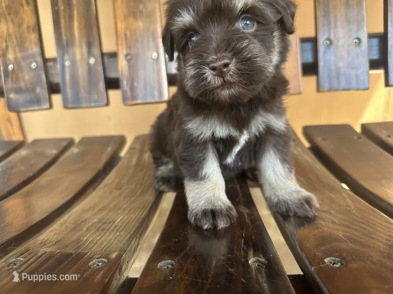 Pepe – Miniature Schnauzer puppy for sale in Florida, FL