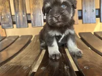Pepe, a male Miniature Schnauzer for sale in Florida, FL – 1 of 3