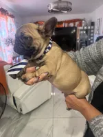 Koby, a male French Bulldog for sale in Florida, FL – Photo 3 of 3