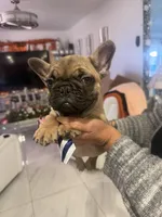 Koby, a male French Bulldog for sale in Florida, FL – Photo 1 of 3