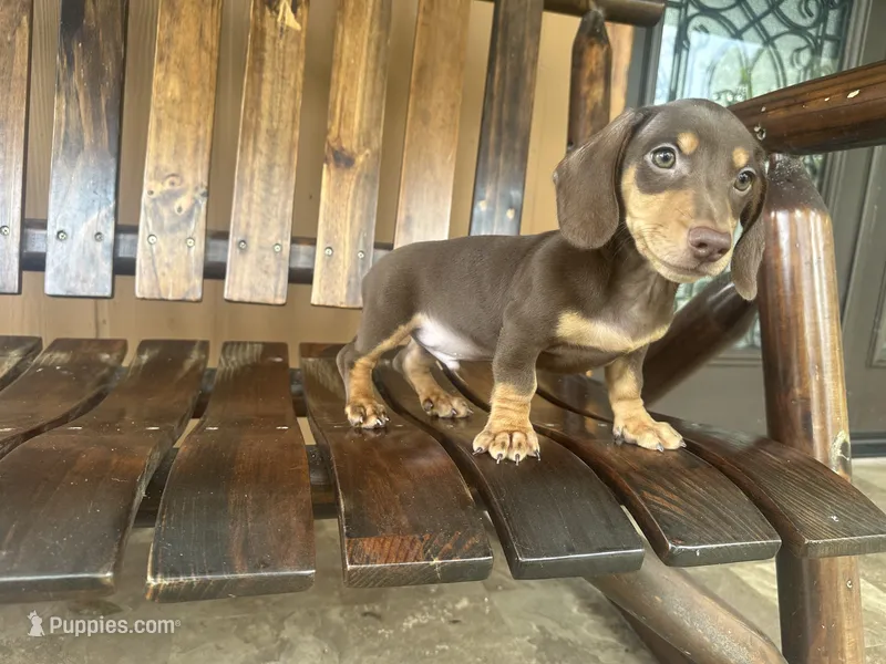 Pinocchio  – Miniature Dachshund puppy for sale in Florida, FL