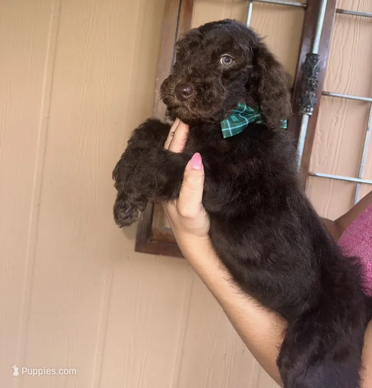 Dino – Goldendoodle puppy for sale in Florida, FL