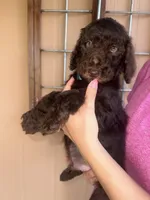 Cocoa , a female Goldendoodle for sale in Florida, FL – 2 of 3
