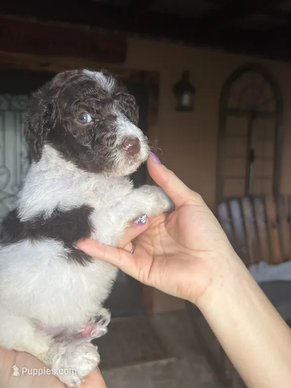 Cookie – Goldendoodle puppy for sale in Florida, FL
