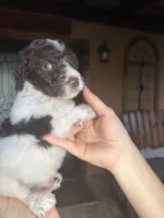 Cookie, a female Goldendoodle for sale in Florida, FL – 1 of 4