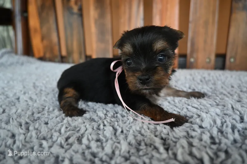 Female 1  – Yorkshire Terrier puppy for sale in Florida, FL