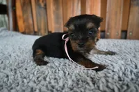 Female 1 , a female Yorkshire Terrier for sale in Florida, FL – 1 of 2
