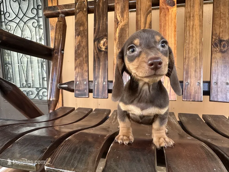 Doris  – Miniature Dachshund puppy for sale in Florida, FL