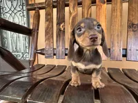 Doris , a female Miniature Dachshund for sale in Florida, FL – 1 of 3