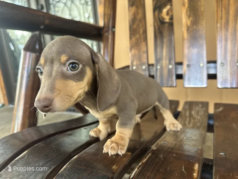 Pinocchio  – Miniature Dachshund puppy for sale in Florida, FL