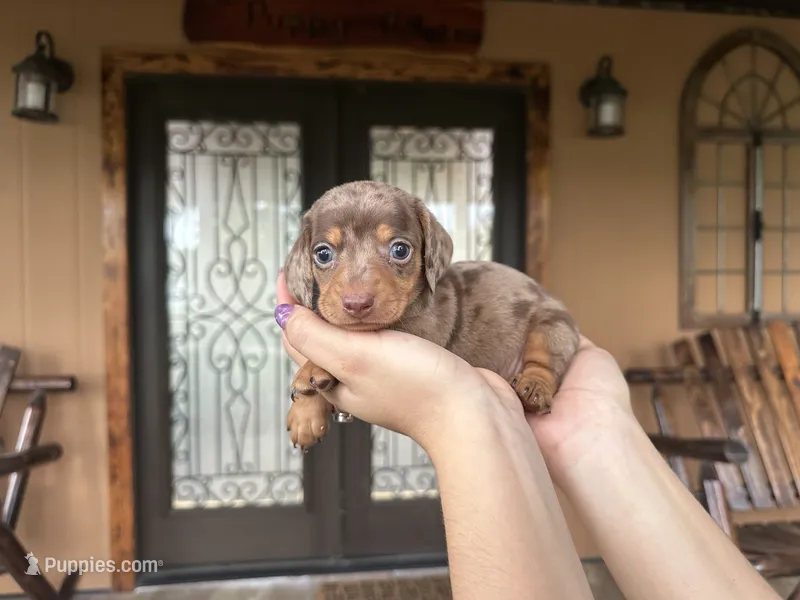Hopper  – Miniature Dachshund puppy for sale in Florida, FL