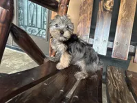 Gigi, a female Yorkshire Terrier for sale in Florida, FL – 4 of 4