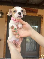 Sussie , a female Chihuahua for sale in Florida, FL – Photo 1 of 4