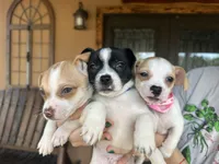 Sussie , a female Chihuahua for sale in Florida, FL – Photo 4 of 4