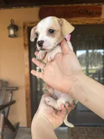 Sussie , a female Chihuahua for sale in Florida, FL – Photo 2 of 4