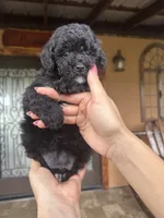 Kiara, a female Miniature Goldendoodle for sale in Florida, FL – 3 of 3