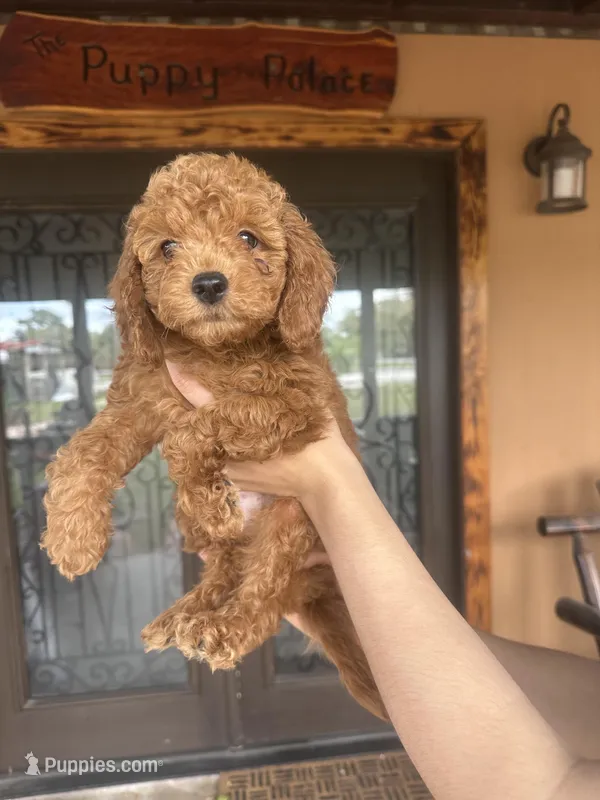 BAM BAM  – Miniature Goldendoodle puppy for sale in Florida, FL