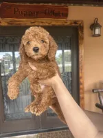BAM BAM , a male Miniature Goldendoodle for sale in Florida, FL – Photo 1 of 3