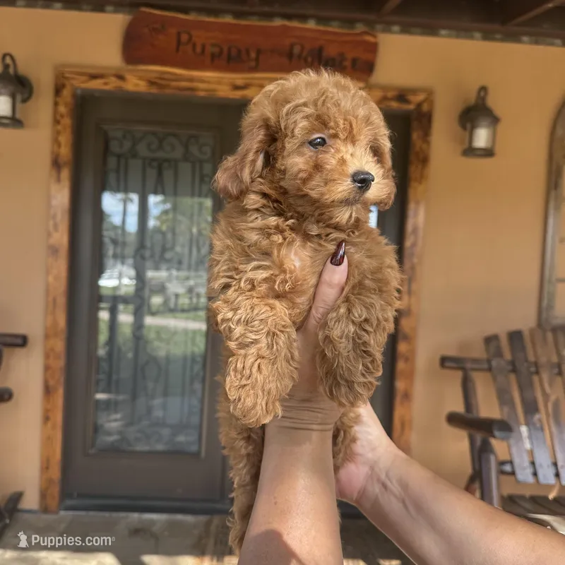 BAM BAM  – Miniature Goldendoodle puppy for sale in Florida, FL
