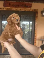 BAM BAM , a male Miniature Goldendoodle for sale in Florida, FL – Photo 3 of 3