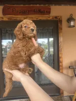 BAM BAM , a male Miniature Goldendoodle for sale in Florida, FL – Photo 2 of 3