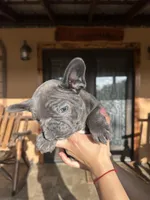 Hopper (AKC), a male French Bulldog for sale in Florida, FL – Photo 2 of 4