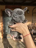 Hopper (AKC), a male French Bulldog for sale in Florida, FL – Photo 4 of 4