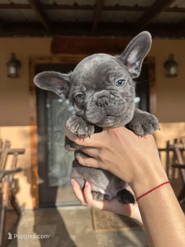 Hopper (AKC) – French Bulldog puppy for sale in Florida, FL