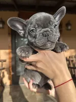 Hopper (AKC), a male French Bulldog for sale in Florida, FL – Photo 3 of 4