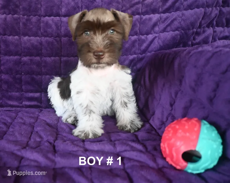 Dude – Miniature Schnauzer puppy for sale in Florida, FL