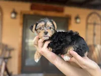 Mydolys , a female Yorkshire Terrier for sale in Florida, FL – Photo 1 of 2